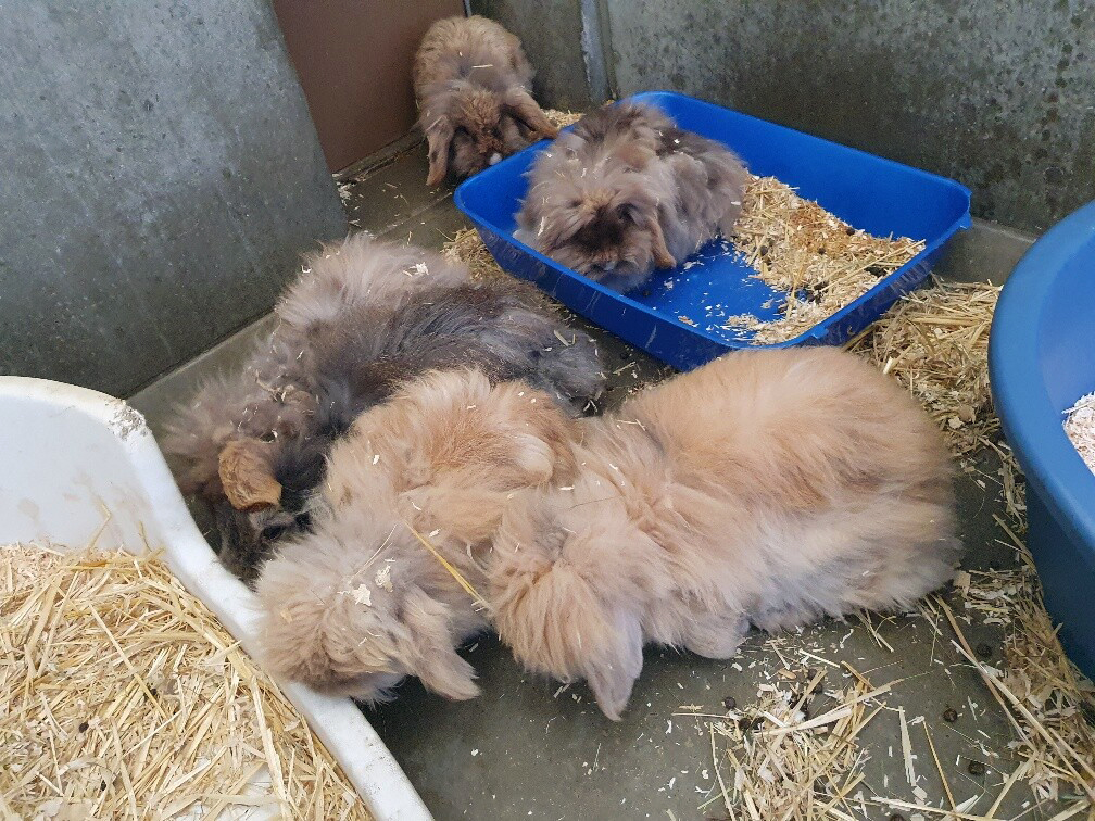 Een groep Teddy Widder konijnen verblijft bij Dierentehuis Stevenshage in Leiden in door de coronacrisis leegstaande rij hondenkennels.