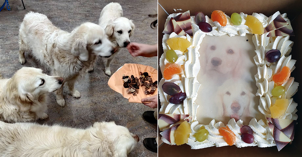 Asielmedewerker Teun viert zijn achtste verjaardag met gedroogde hondensnacks voor zijn hondenvrienden en taart voor zijn mensenvrienden.