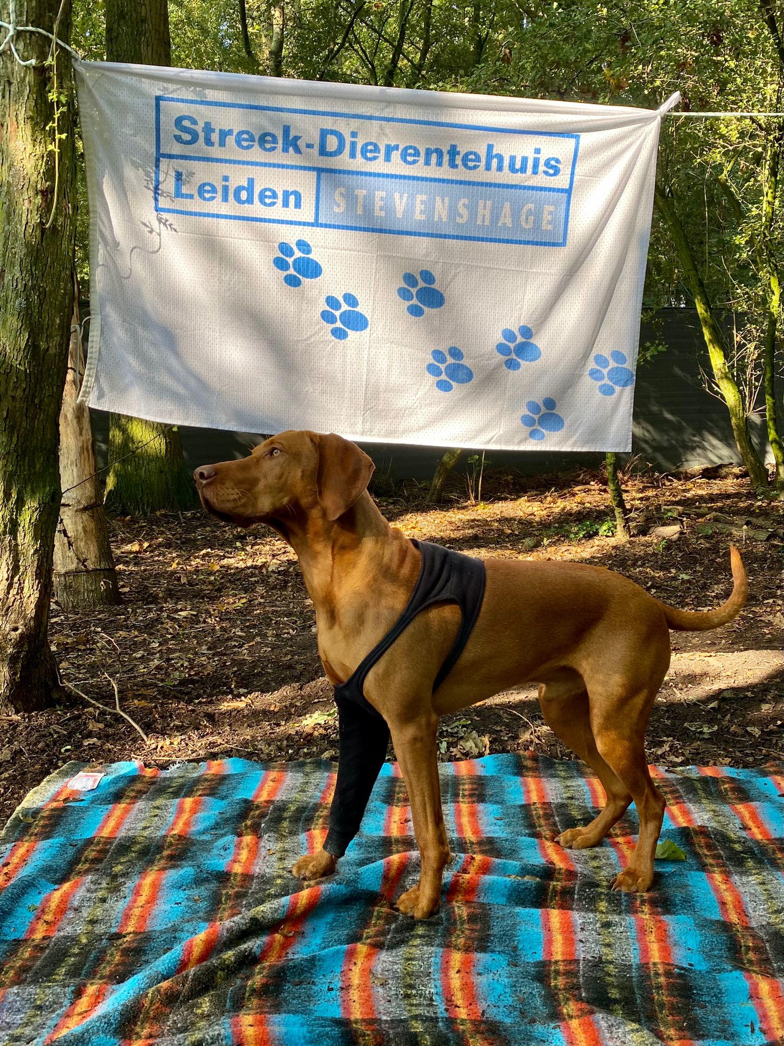 Tibor in het hondenbos van Dierentehuis Stevenshage in Leiden.