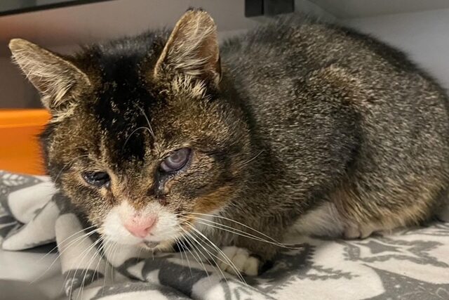 Poes Babs is binnengebracht bij Dierentehuis Stevenshage in Leiden door de dierenambulance. Er is duidelijk iets aan de hand met haar ogen.