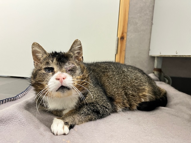 Poes Babs went na de operatie snel aan de nieuwe situatie. Ze werd opgevangen en verzorgd bij Dierentehuis Stevenshage in Leiden.