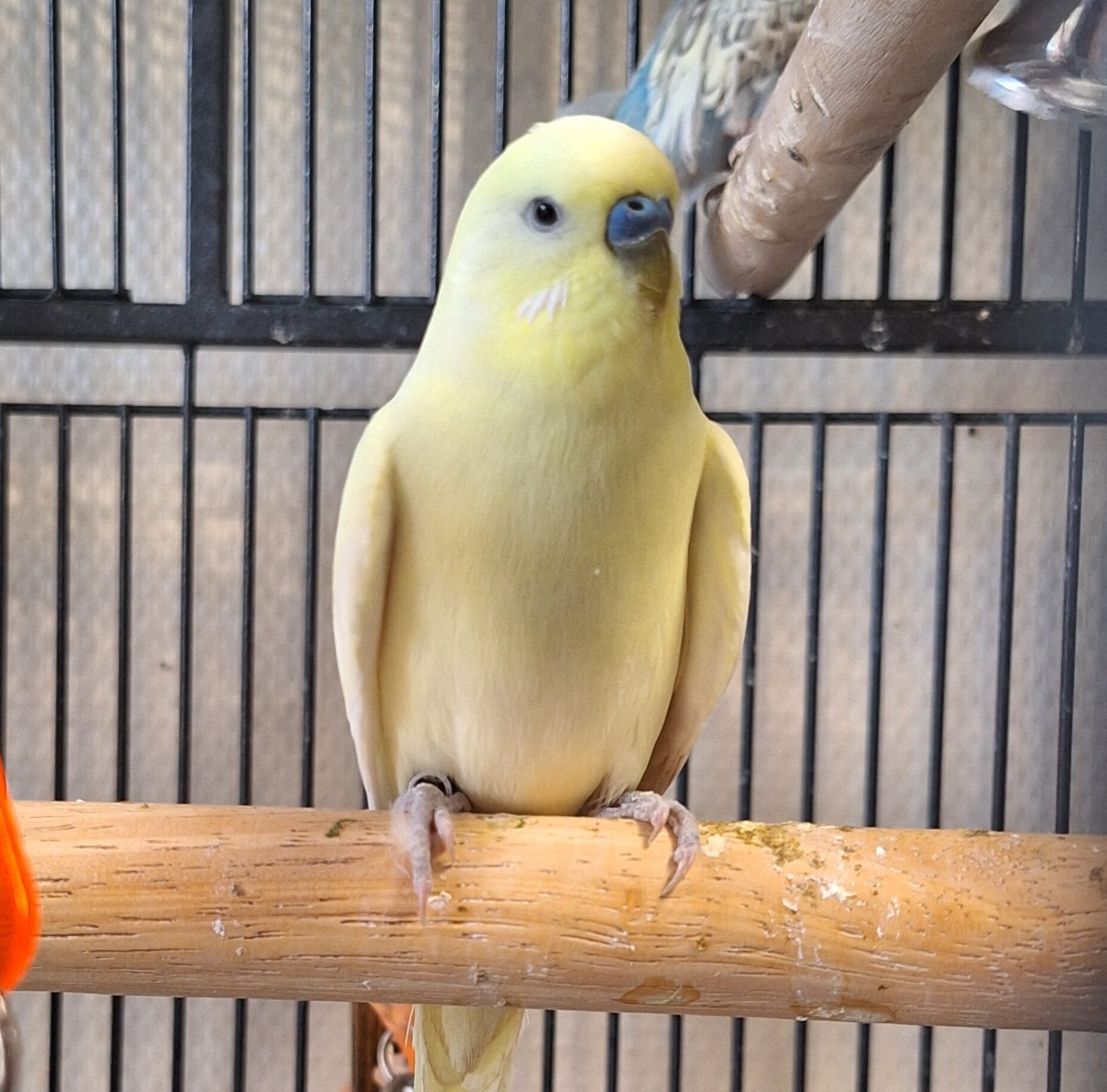 Sjimmie