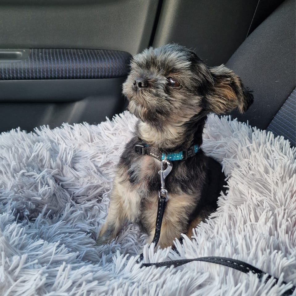 Hondje Banji op zijn eigen stoel in de auto van asielmedewerker Sylvia.