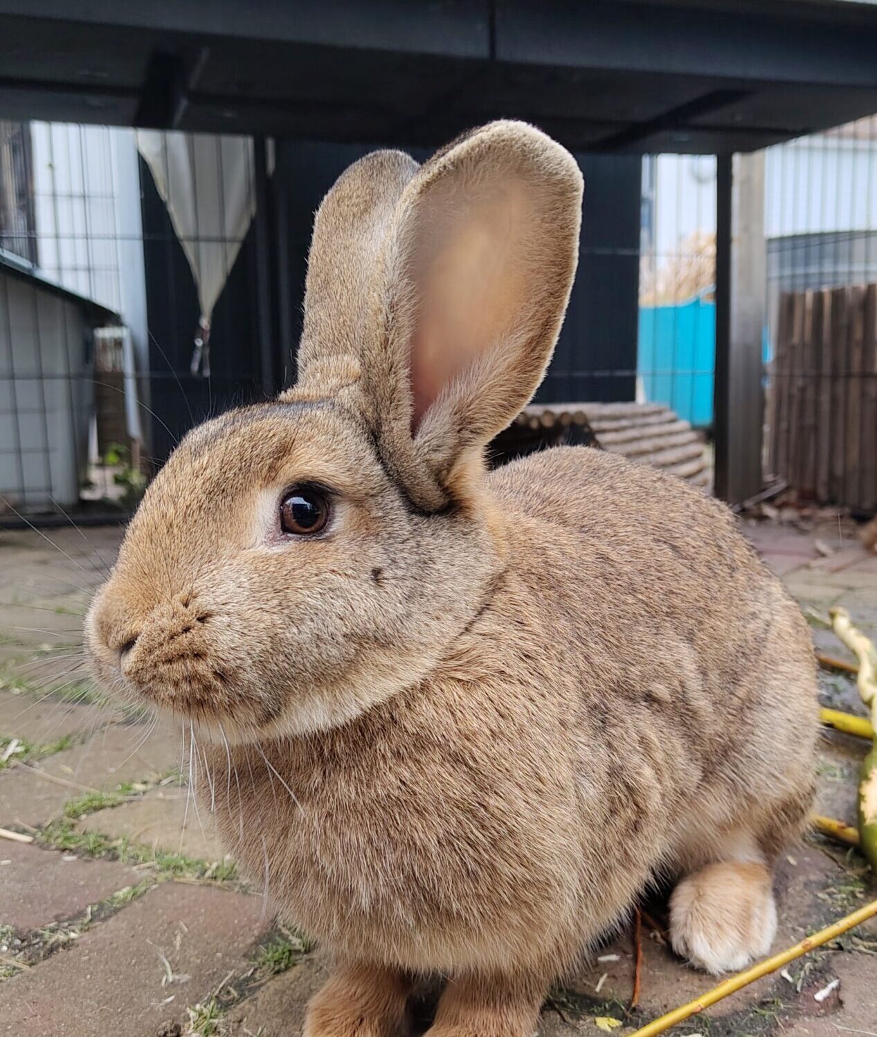 Fenna