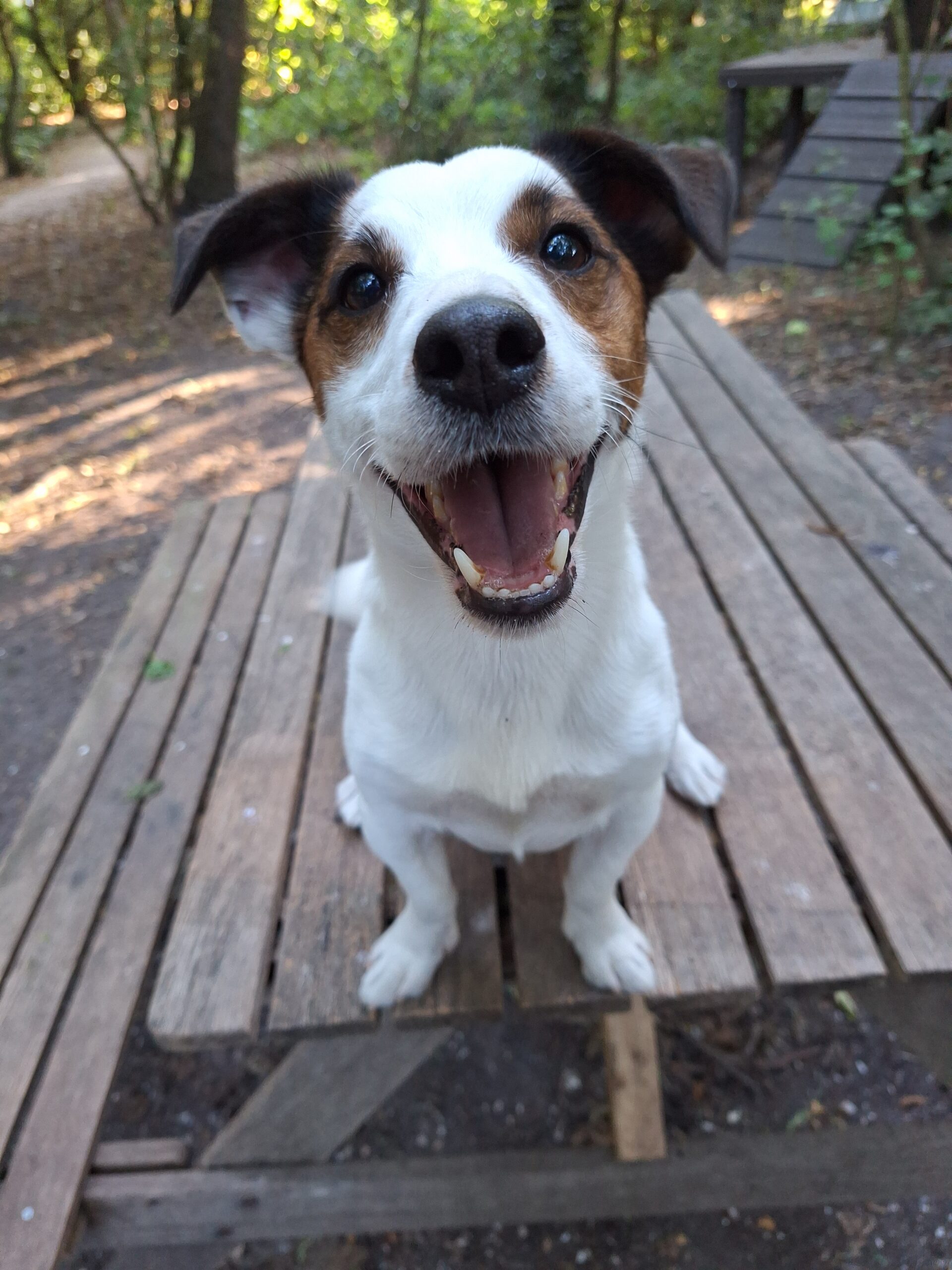 Bruno