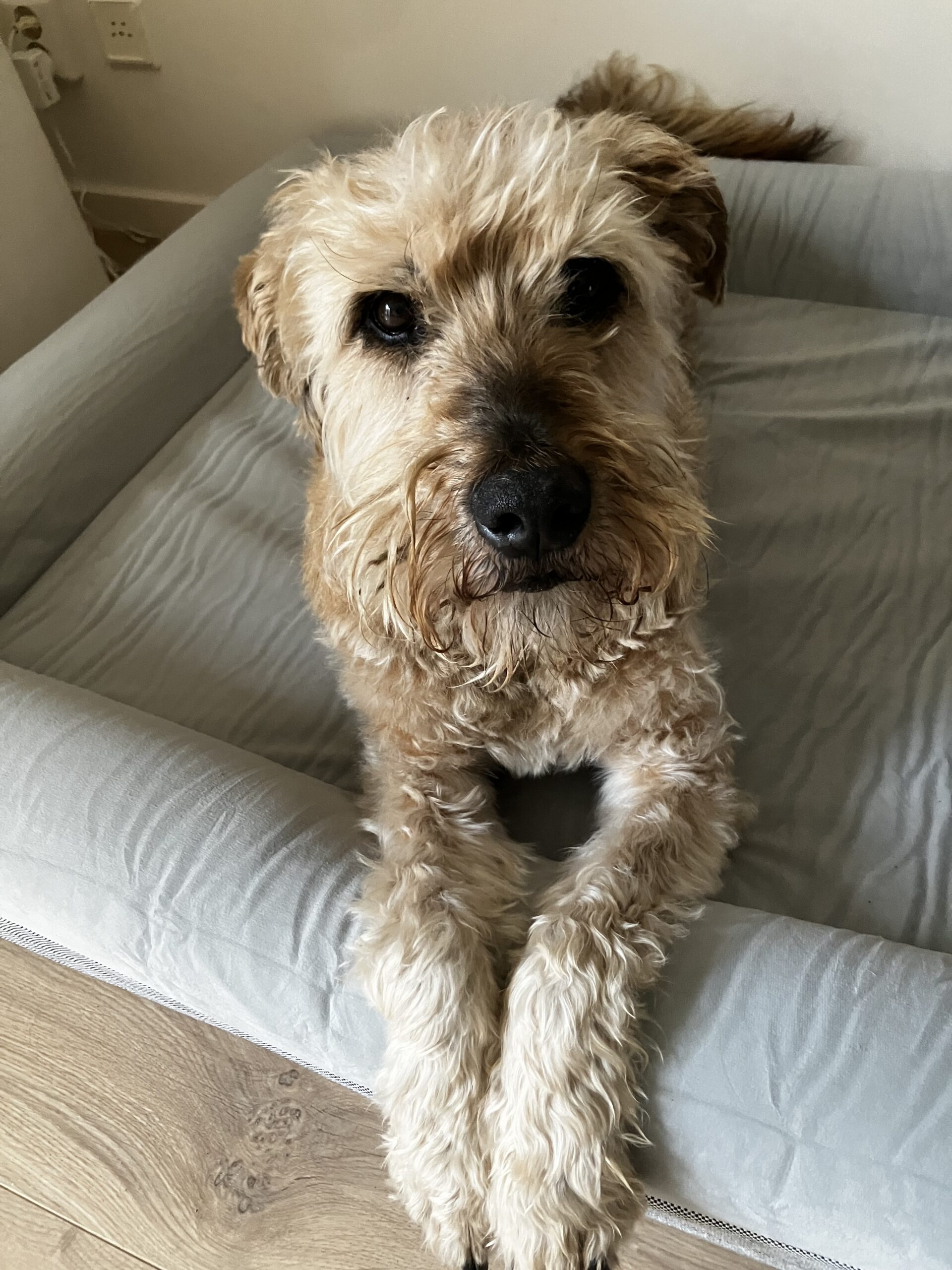 Asielhond Boris in zijn nieuwe huis bij vrijwilliger Annemieke van Dierentehuis Stevenshage in Leiden.