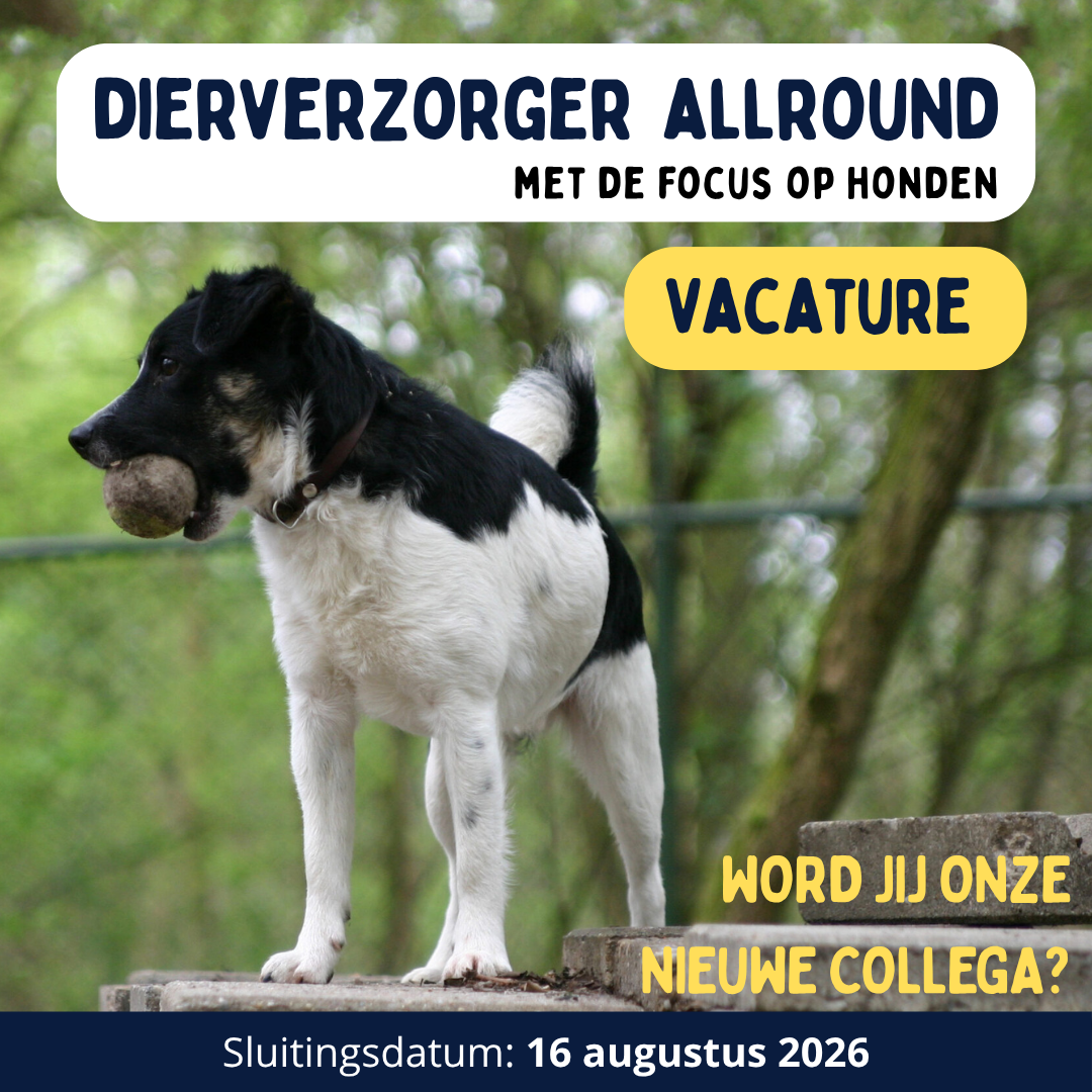 Vacature allround dierverzorger