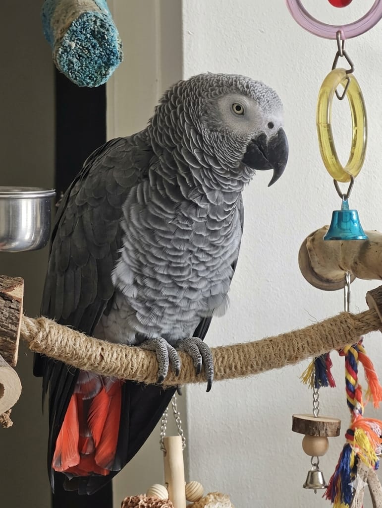 papegaai koko dierentehuis Stevenshage Leiden