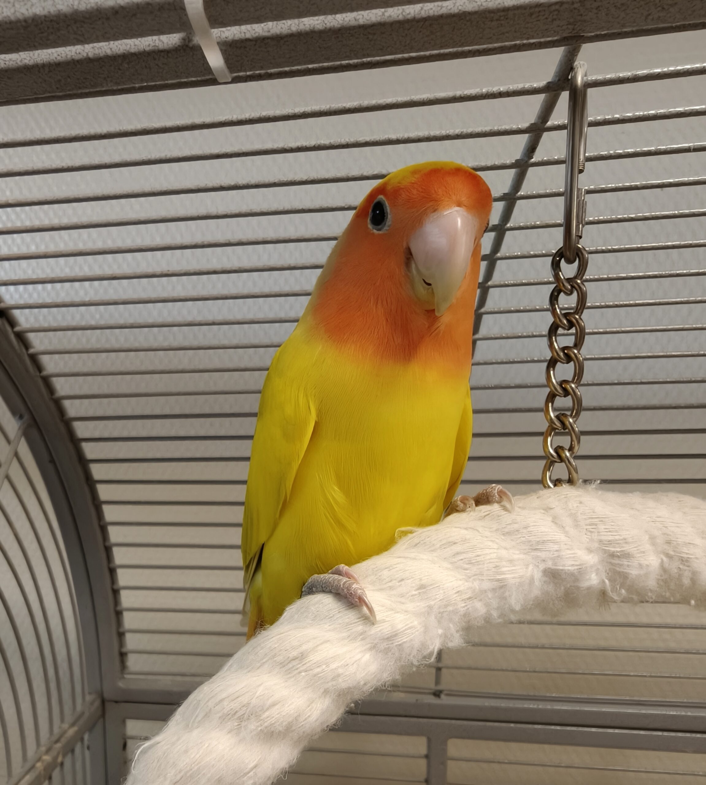 Taco